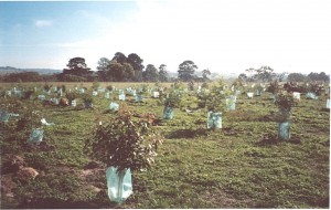 MMF02PLANTINGS MMF02PLANTINGS