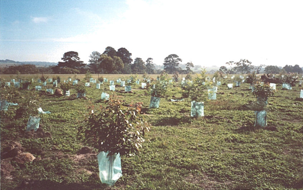 Plants